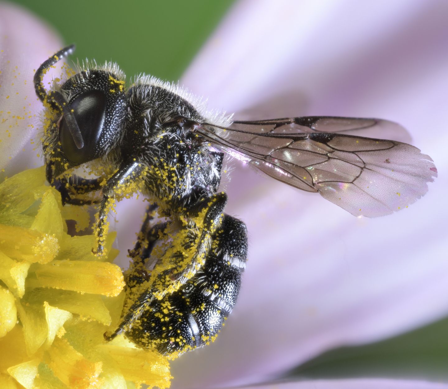 Apidae Megachilinae : Heriades sp. (cfr.), femmina